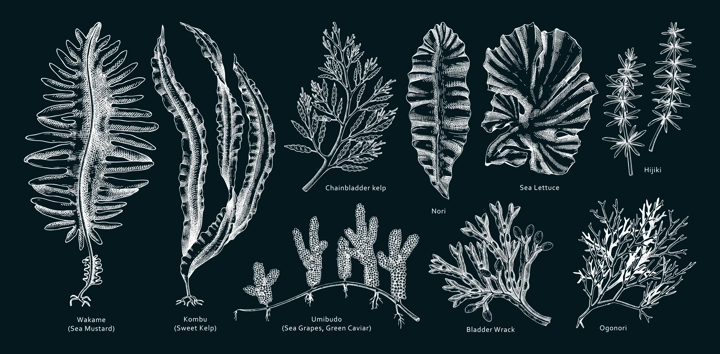Hand drawn seaweed vector illustrations. Hand drawn sea vegetables - kelp, wakame, kombu, hijiki vector illustration. Edible algae drawings with names on chalkboard. Asian menu design elements